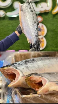 سمك سلمون طازج