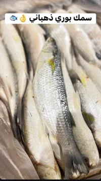 سمك بوري ذهباني طازج