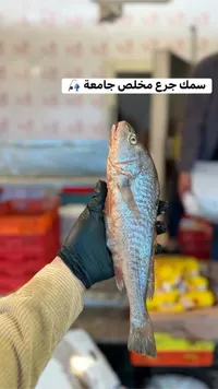 سمك جَرع طازج - مخلص جامعة