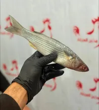 سمك بوري طازج - مزارع العراد