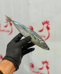 سمك ماكريل طازج