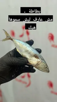 سمك الماكريل الطازج