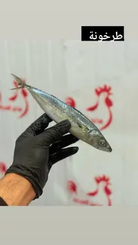سمك طرخونة طازج
