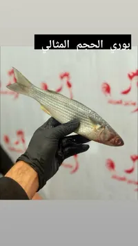 سمك بوري طازج