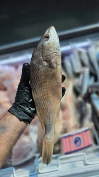 سمك دنيس طازج