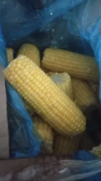 ذرة حبة كاملة مبردة