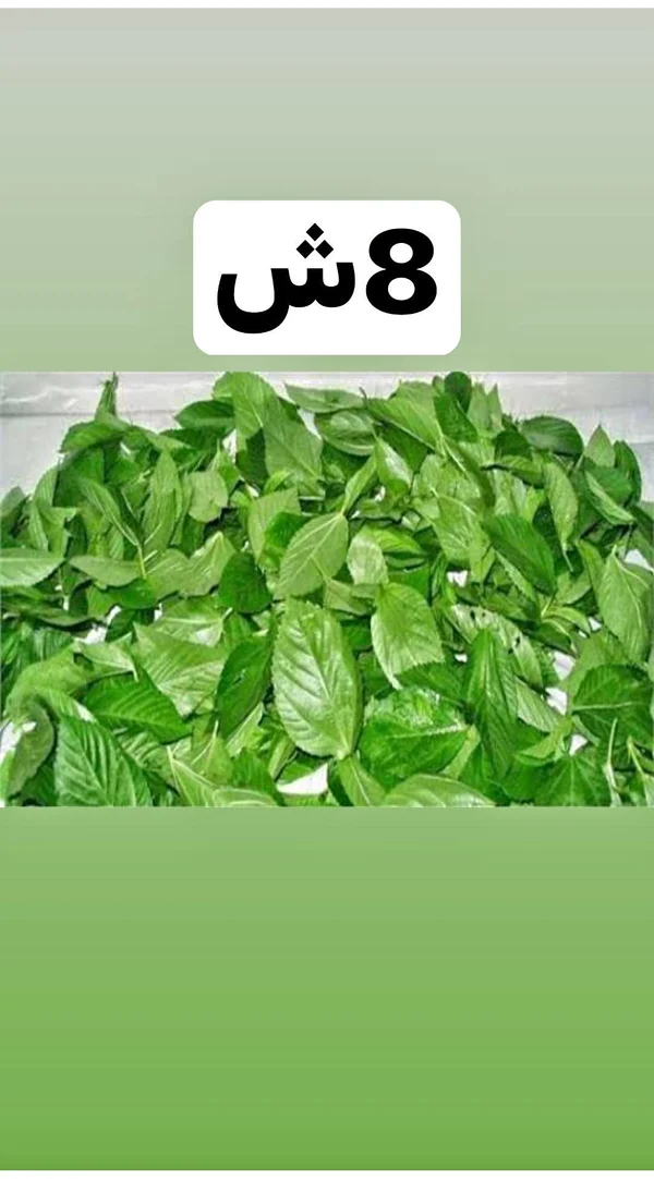 ملوخية خضراء طازجة - مواد غذائية وبقالة - سوق غزة