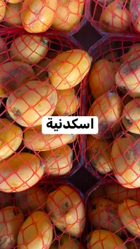 اسكدنية طازجة