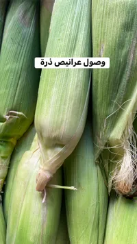 عرانيص ذرة طازجة