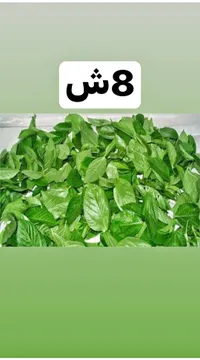 ملوخية خضراء طازجة - سوق غزة