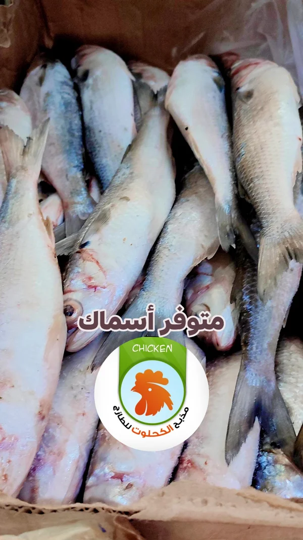 سمك طازج - الدجاجة الذهبية - خدمات - سوق غزة