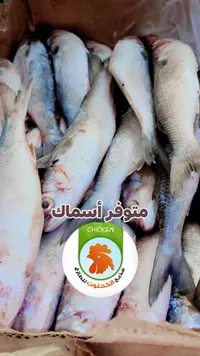 سمك طازج - الدجاجة الذهبية - سوق غزة