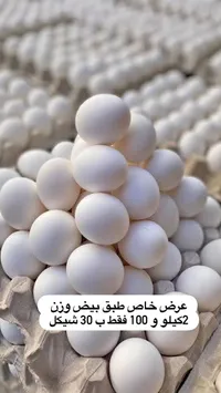 طبق بيض طازج - سوق غزة