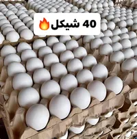 بيض مائدة طازج - سوق غزة