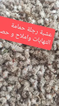 عشبة رجل الحمام