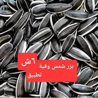 بذور دوار الشمس - آش