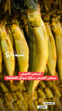 رنجة مصرية مدخنة - حجازي - سوق غزة