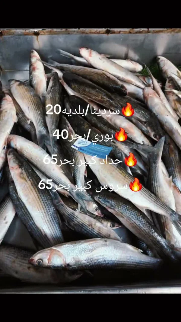 سمك بوري بحر طازج - أسماك ومأكولات بحرية - سوق غزة
