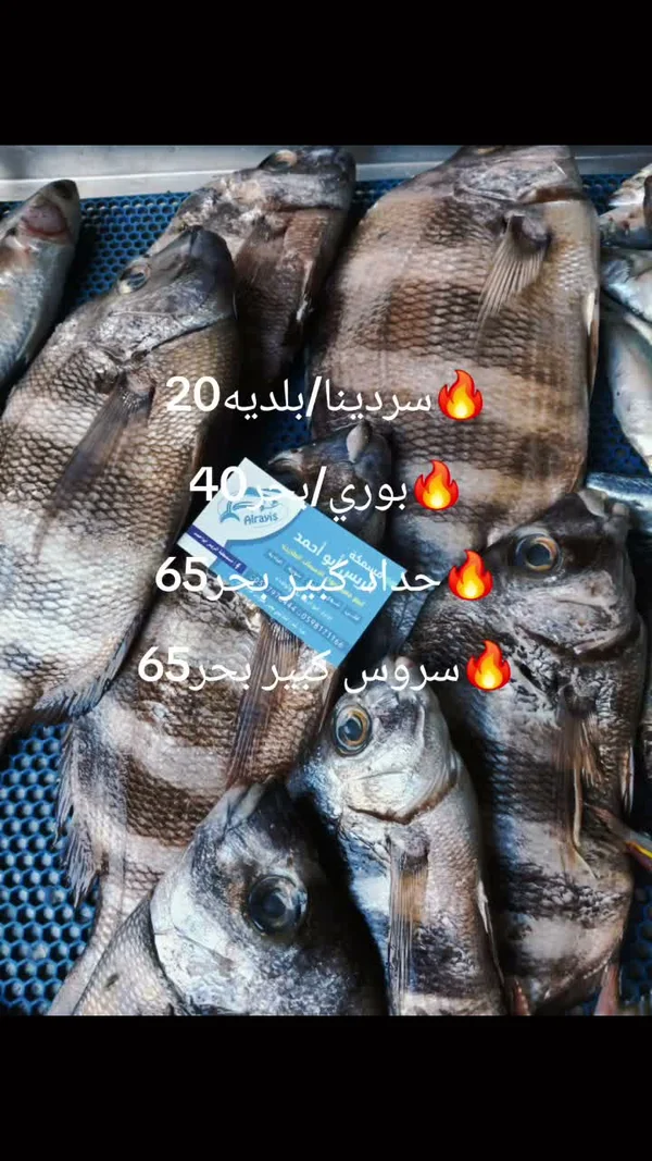 سمك حداد كبير - مسمكة الريس أبو أحمد - أسماك ومأكولات بحرية - سوق غزة