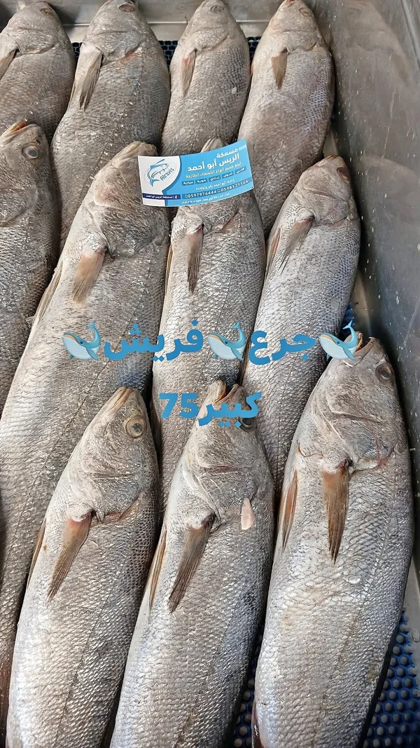 سمك جربيع طازج - مسكة الريس أبو أحمد - أسماك ومأكولات بحرية - سوق غزة