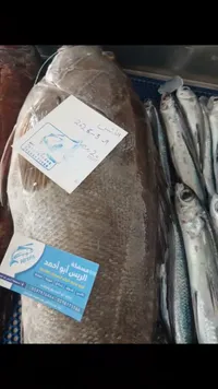 سمك الريس المجمد
