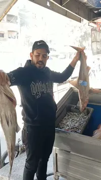 سمك الفراخ الطازة