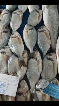 سمك دنيس طازج