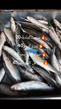 سمك بوري بحر طازج - سوق غزة