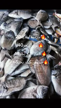 سمك سروس كبير بحر - سوق غزة