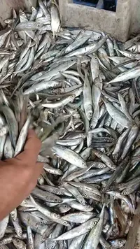 سمك السردين الطازج