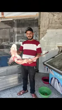 سمك قرش طازج - أسماك أبو أحمد