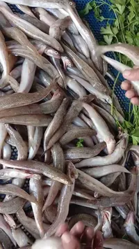 سمك موسى طازج