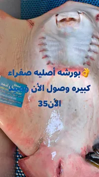 سمك بورشة صفراء طازجة - أسماك أبو أحمد - سوق غزة