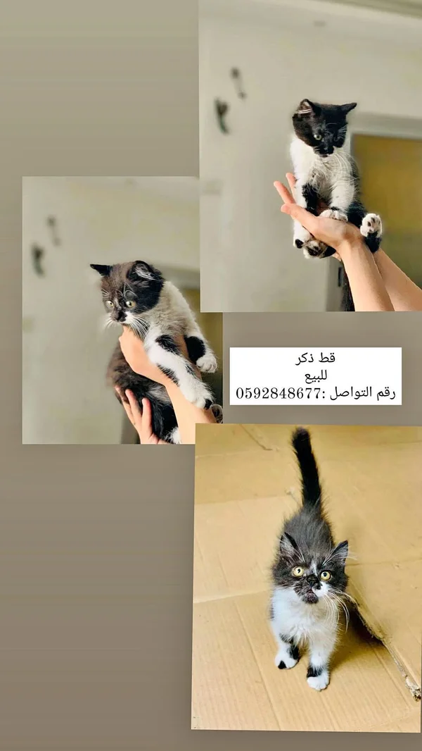 قط ذكر أليف للبيع - مواشي وأغنام - سوق غزة