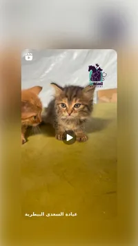 قطط أليف - سوق غزة