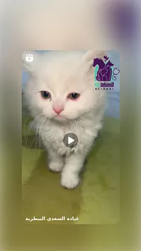 قط أليف أبيض