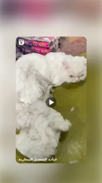 طعام قطط أليف - سوق غزة