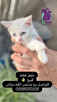 قطة أليفة بيضاء - السعدي (Al-Sadi)