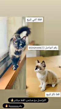 قطة أنثى وقط ذكر للبيع - سوق غزة