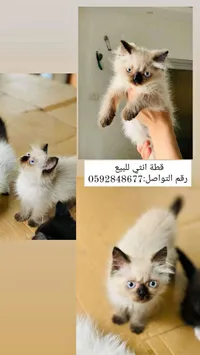 قطة أليفة - أنثى شيرازية - سوق غزة