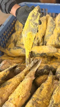 سمك مملح طازج