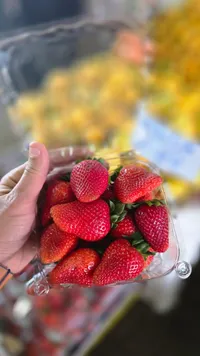 فراولة طازة محلية
