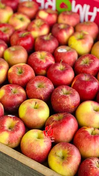تفاح أحمر طازج