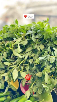 ملوخية طازة
