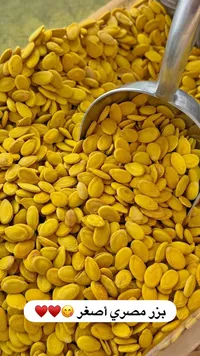 بزر مصري أصغر