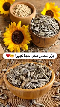 بزر شمس نخب حبة كبيرة