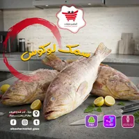 سمك لوكوس طازج - البشير ماركت