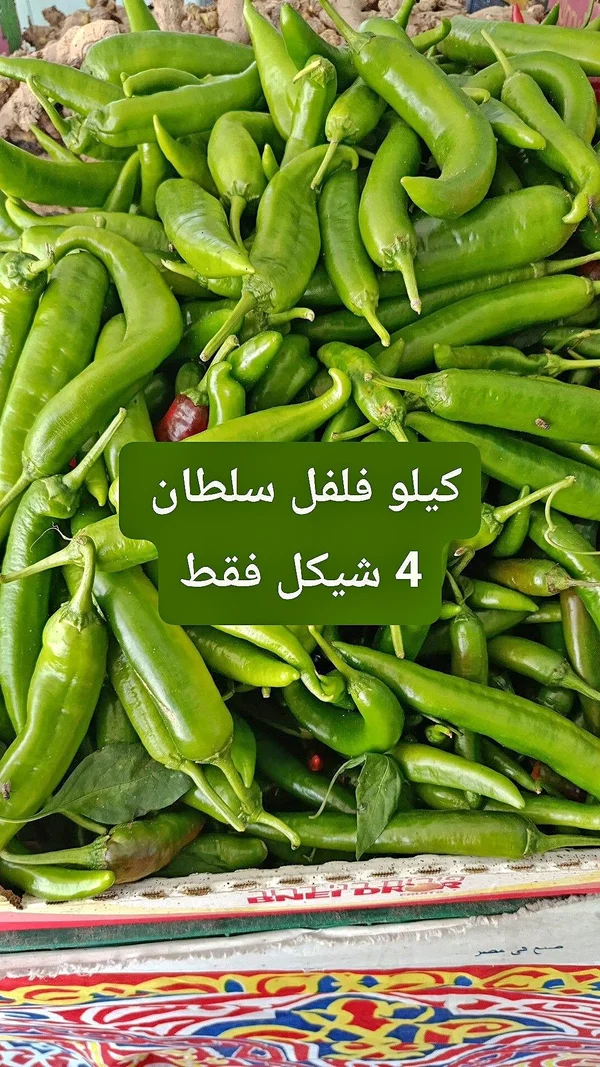 فلفل أخضر حار - سلطان - مواد غذائية وبقالة - سوق غزة