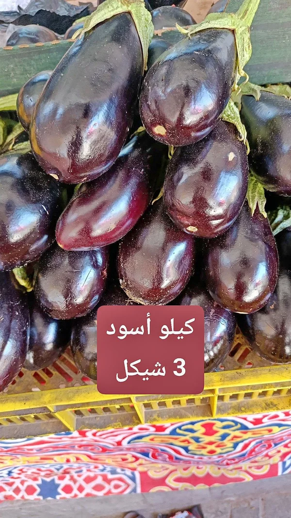 باذنجان أسود طازج - مواد غذائية وبقالة - سوق غزة