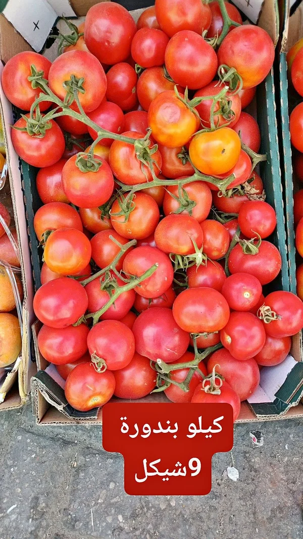 طماطم طازجة (بندورة) - مواد غذائية وبقالة - سوق غزة